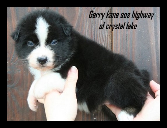 CH. Gerry kane sos highway Of crystal lake