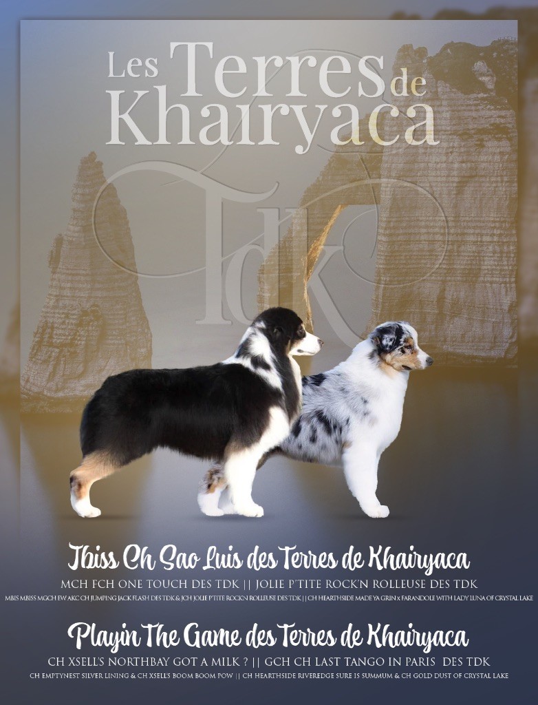 chiot Berger Australien des Terres De Khairyaca