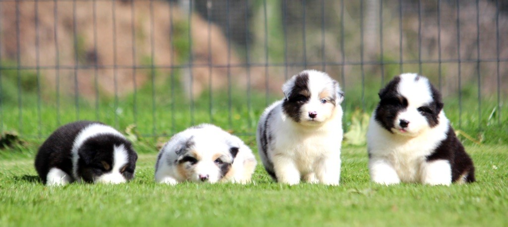 chiot Berger Australien des Terres De Khairyaca