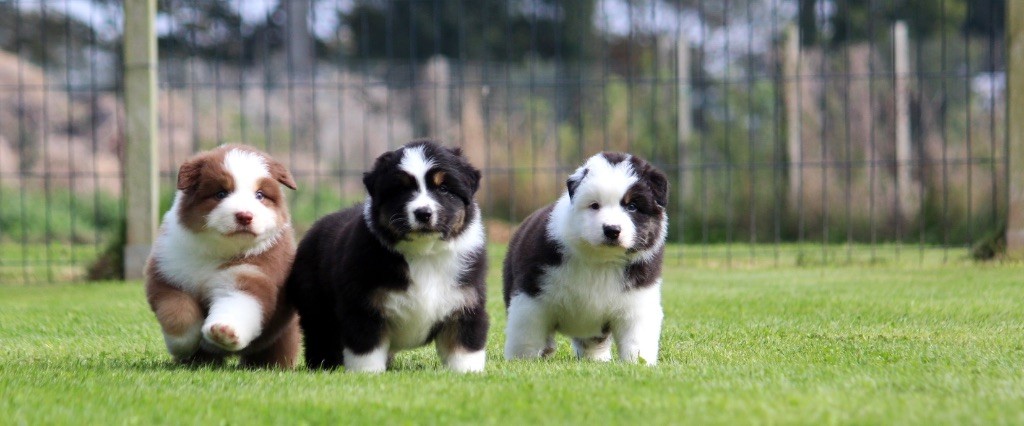 chiot Berger Australien des Terres De Khairyaca