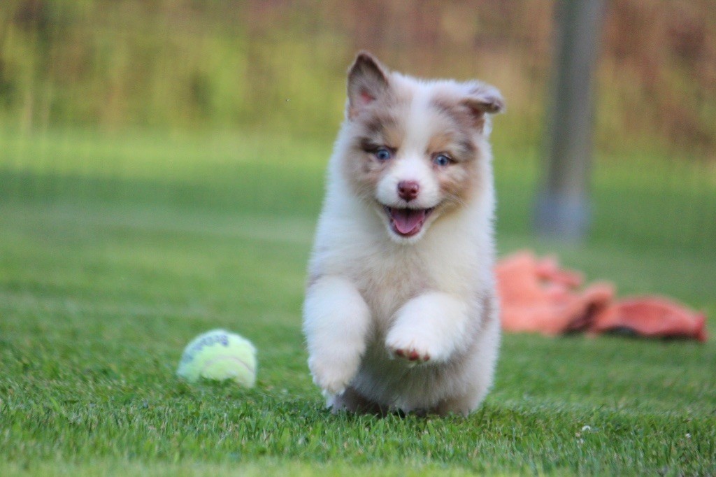 chiot Berger Australien des Terres De Khairyaca