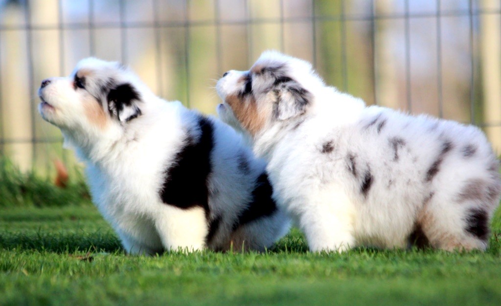 chiot Berger Australien des Terres De Khairyaca