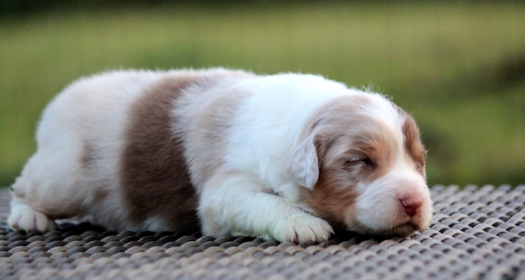 chiot Berger Australien des Terres De Khairyaca