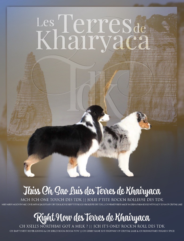 chiot Berger Australien des Terres De Khairyaca