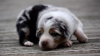 Male Bleu merle 