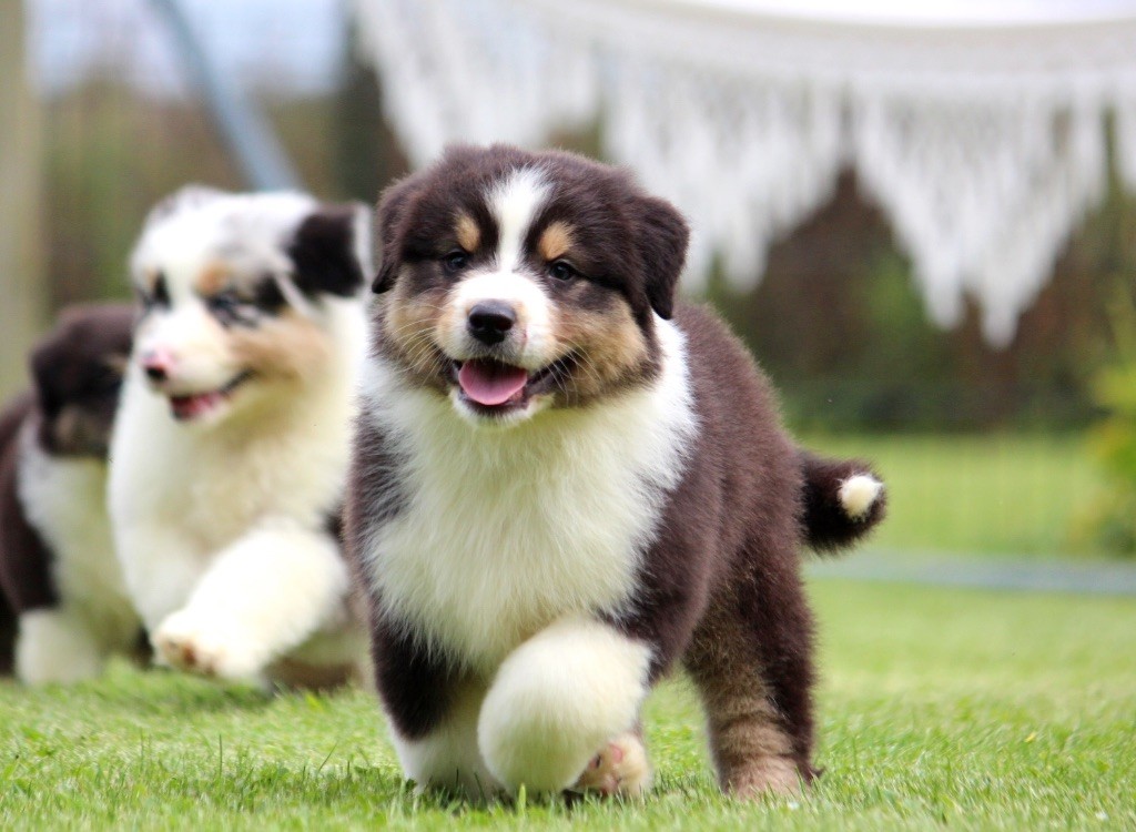 chiot Berger Australien des Terres De Khairyaca