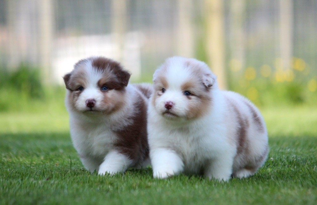 chiot Berger Australien des Terres De Khairyaca