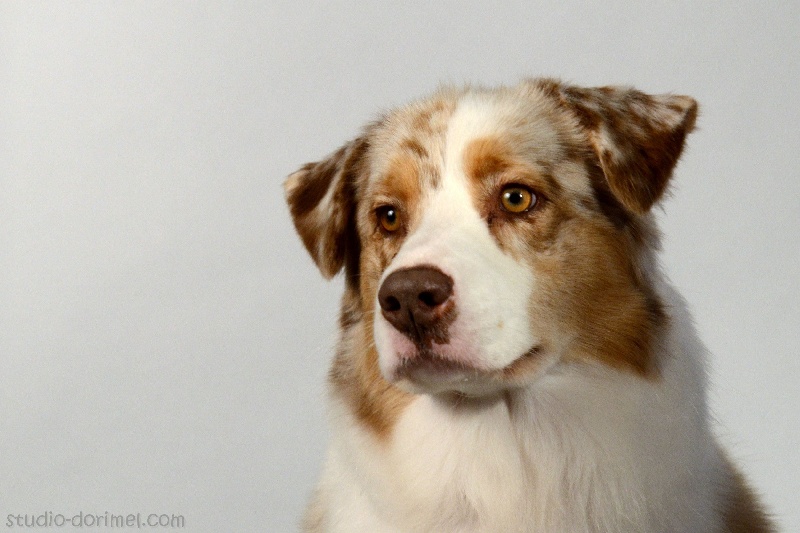 Sr daika des falaises d etretat