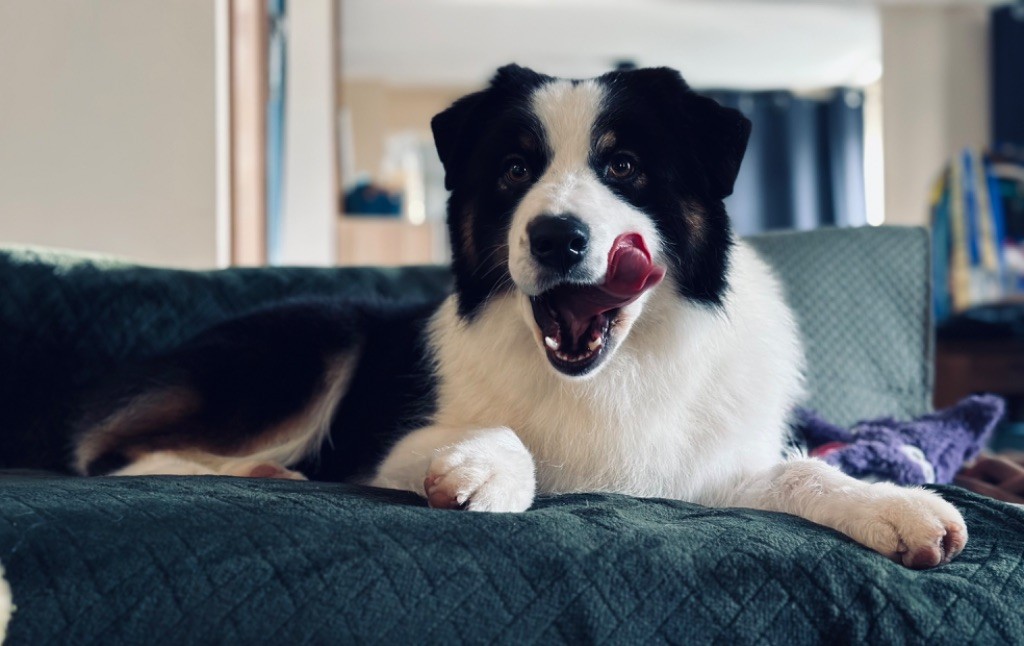 Tijuana donkey show des Terres De Khairyaca