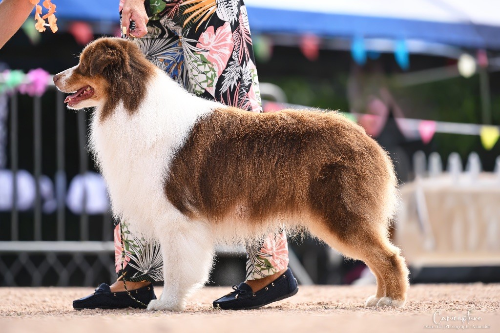 barstone Argentina orange blossom