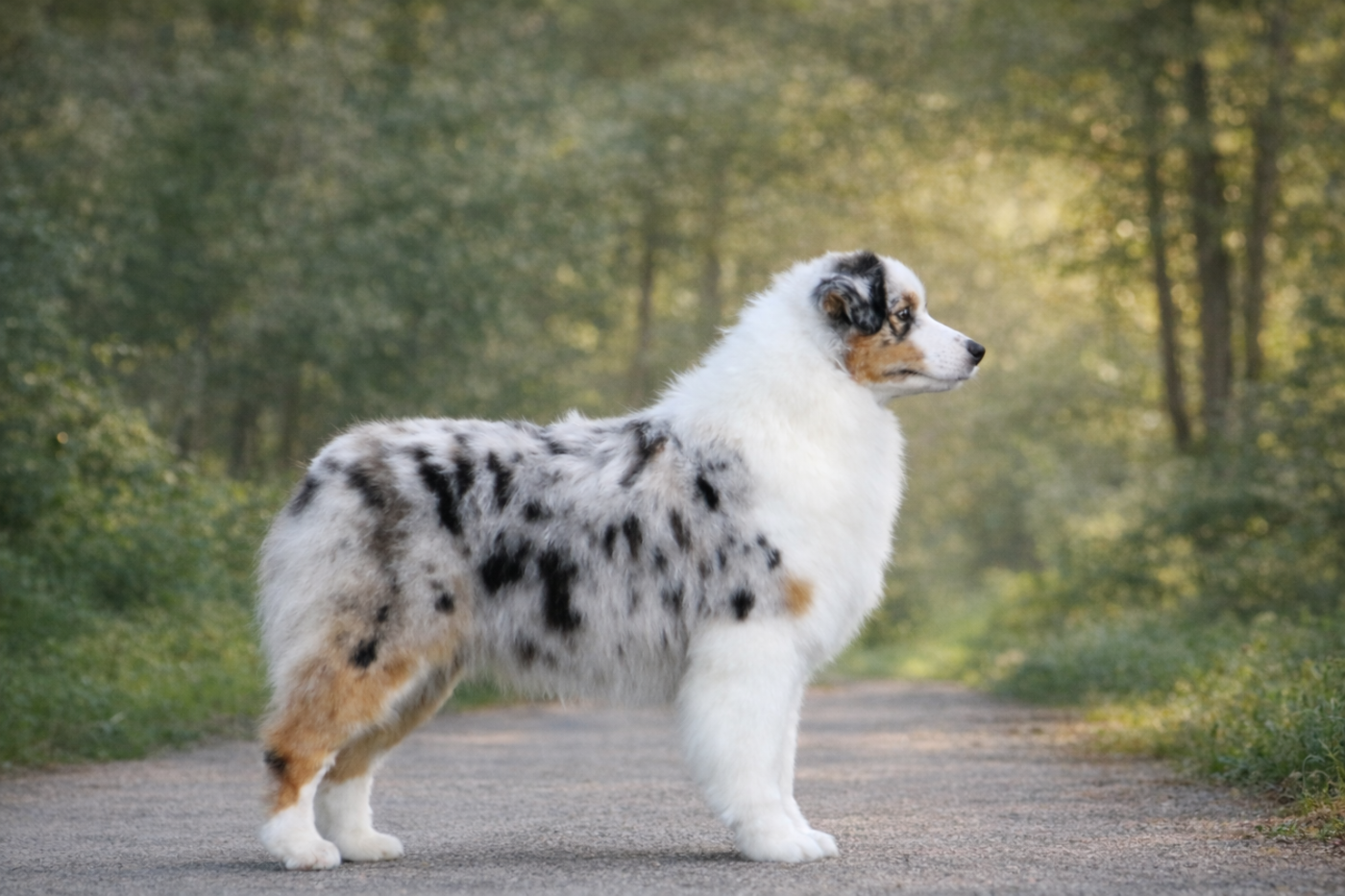 Acai Milkshake des Terres De Khairyaca