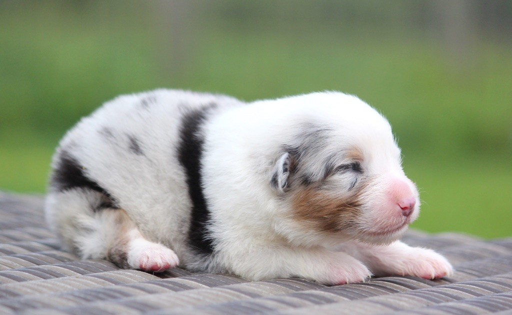 des Terres De Khairyaca - Chiots disponibles - Berger Australien
