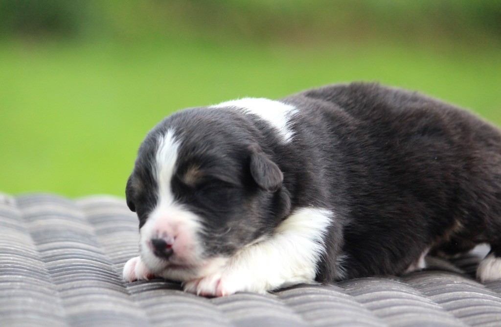 des Terres De Khairyaca - Chiots disponibles - Berger Australien