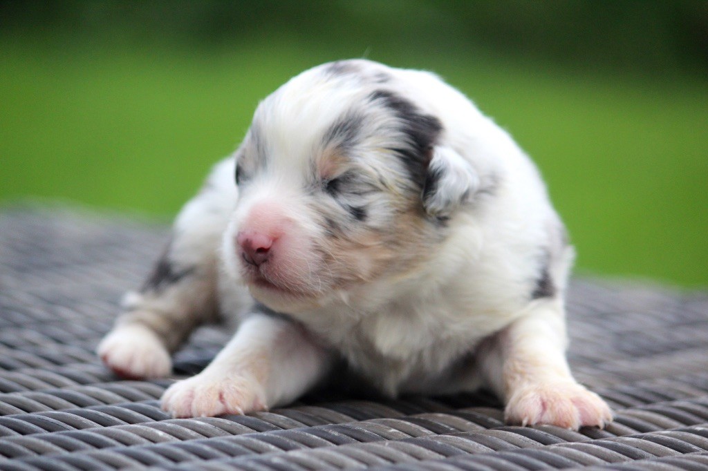 des Terres De Khairyaca - Chiots disponibles - Berger Australien