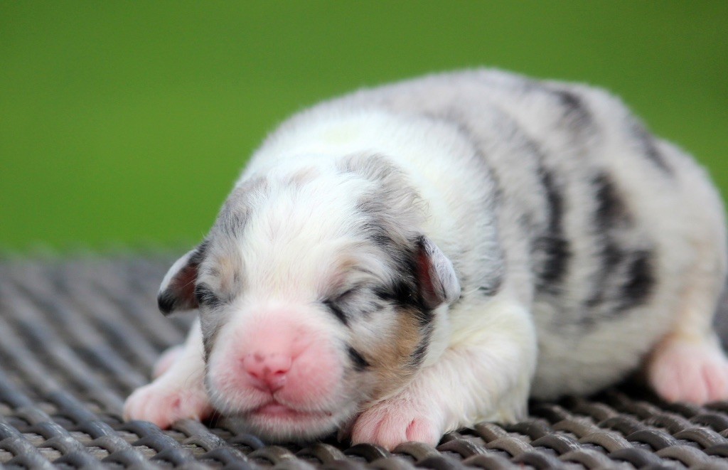 des Terres De Khairyaca - Chiots disponibles - Berger Australien