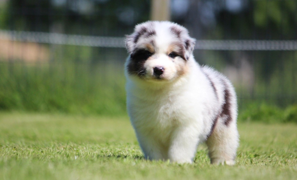des Terres De Khairyaca - Chiots disponibles - Berger Australien