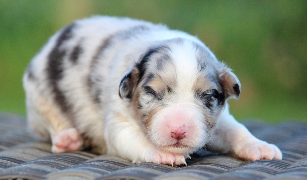 des Terres De Khairyaca - Chiots disponibles - Berger Australien