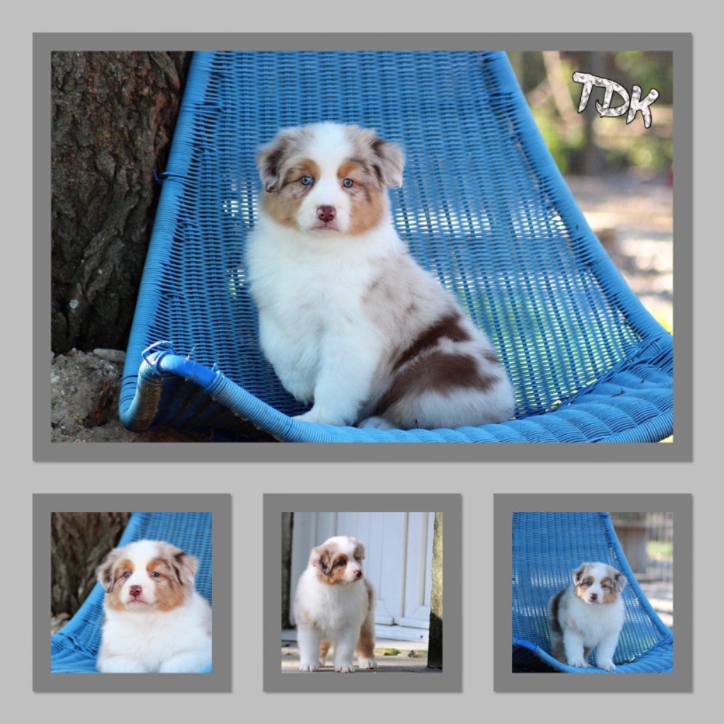 des Terres De Khairyaca - Berger Australien - Portée née le 25/02/2020