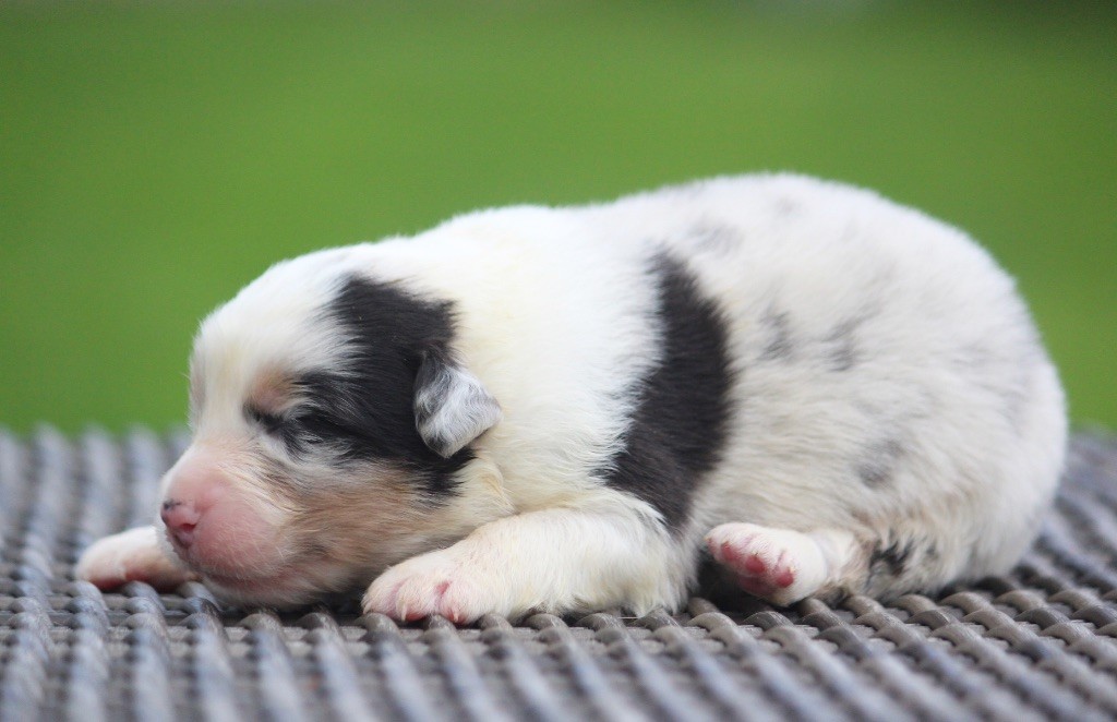 des Terres De Khairyaca - Chiots disponibles - Berger Australien