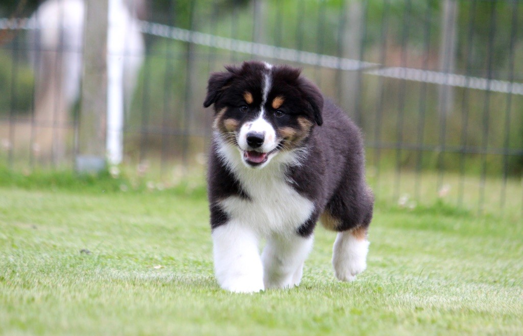 des Terres De Khairyaca - Chiots disponibles - Berger Australien