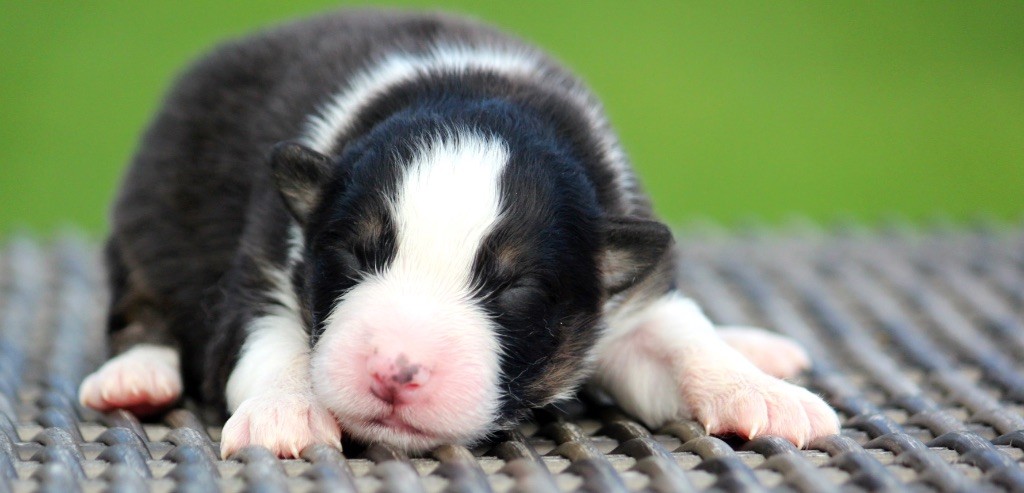 des Terres De Khairyaca - Chiots disponibles - Berger Australien