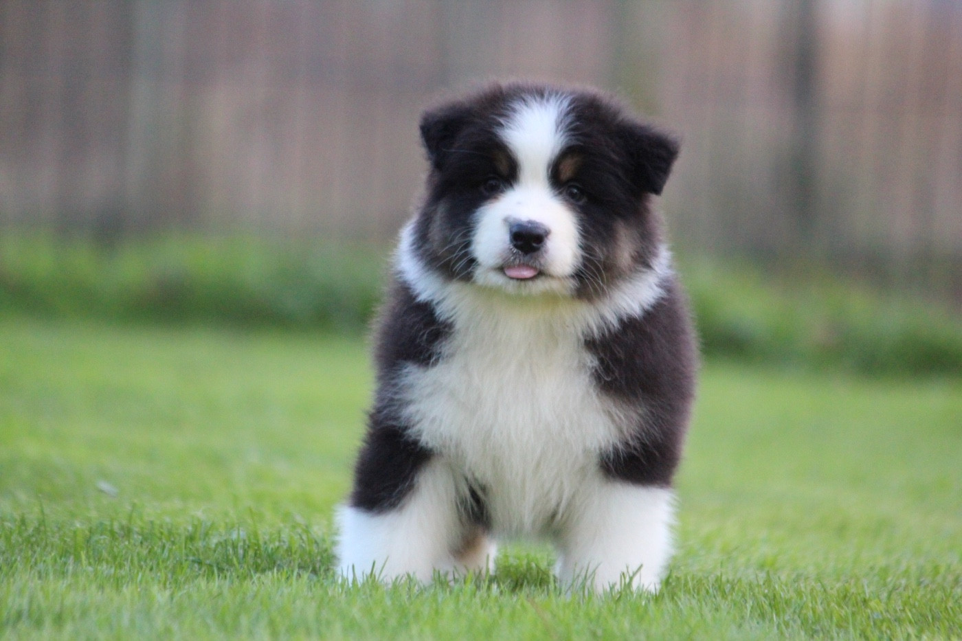 des Terres De Khairyaca - Chiots disponibles - Berger Australien