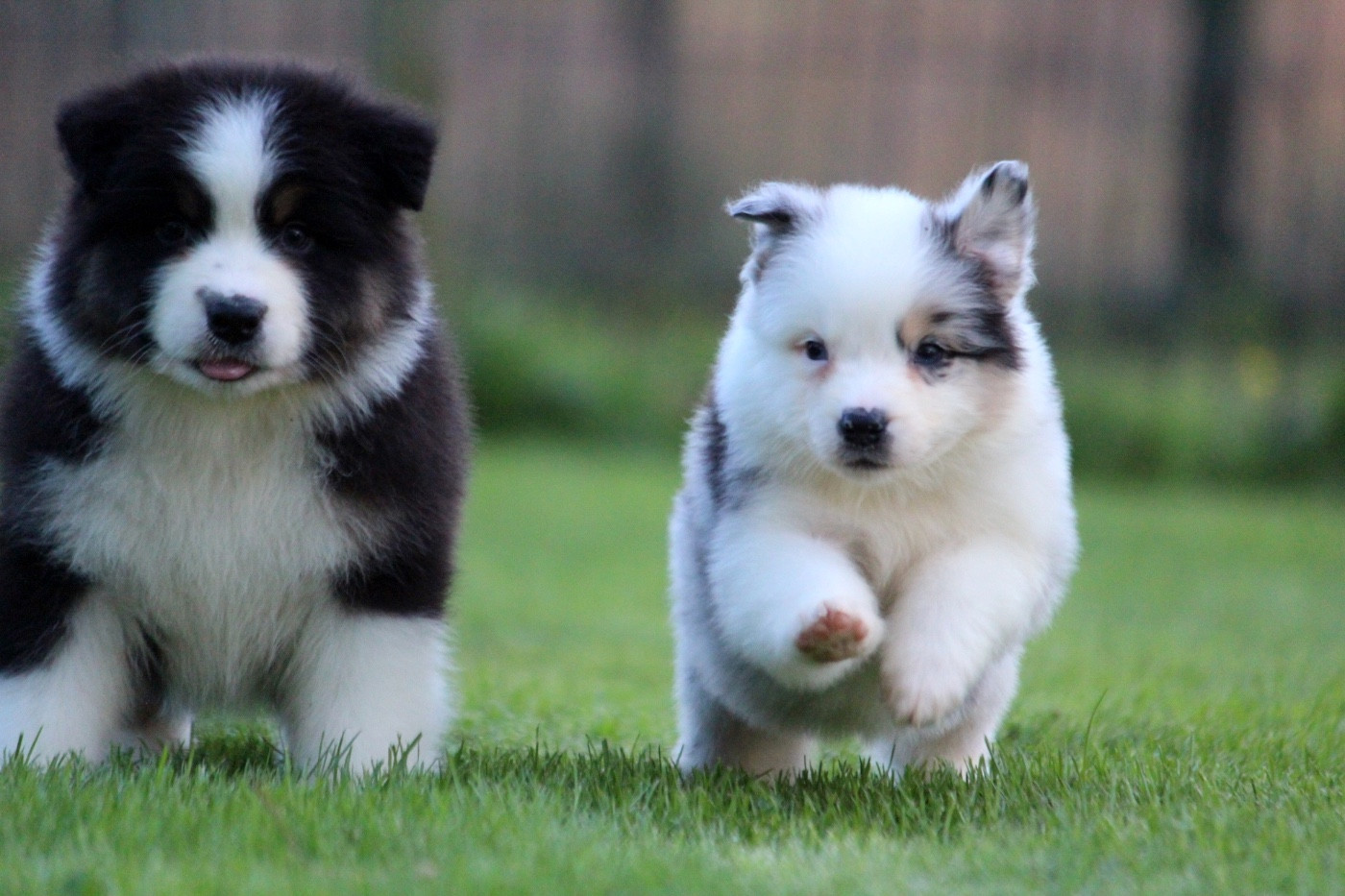 des Terres De Khairyaca - Berger Australien - Portée née le 09/10/2025