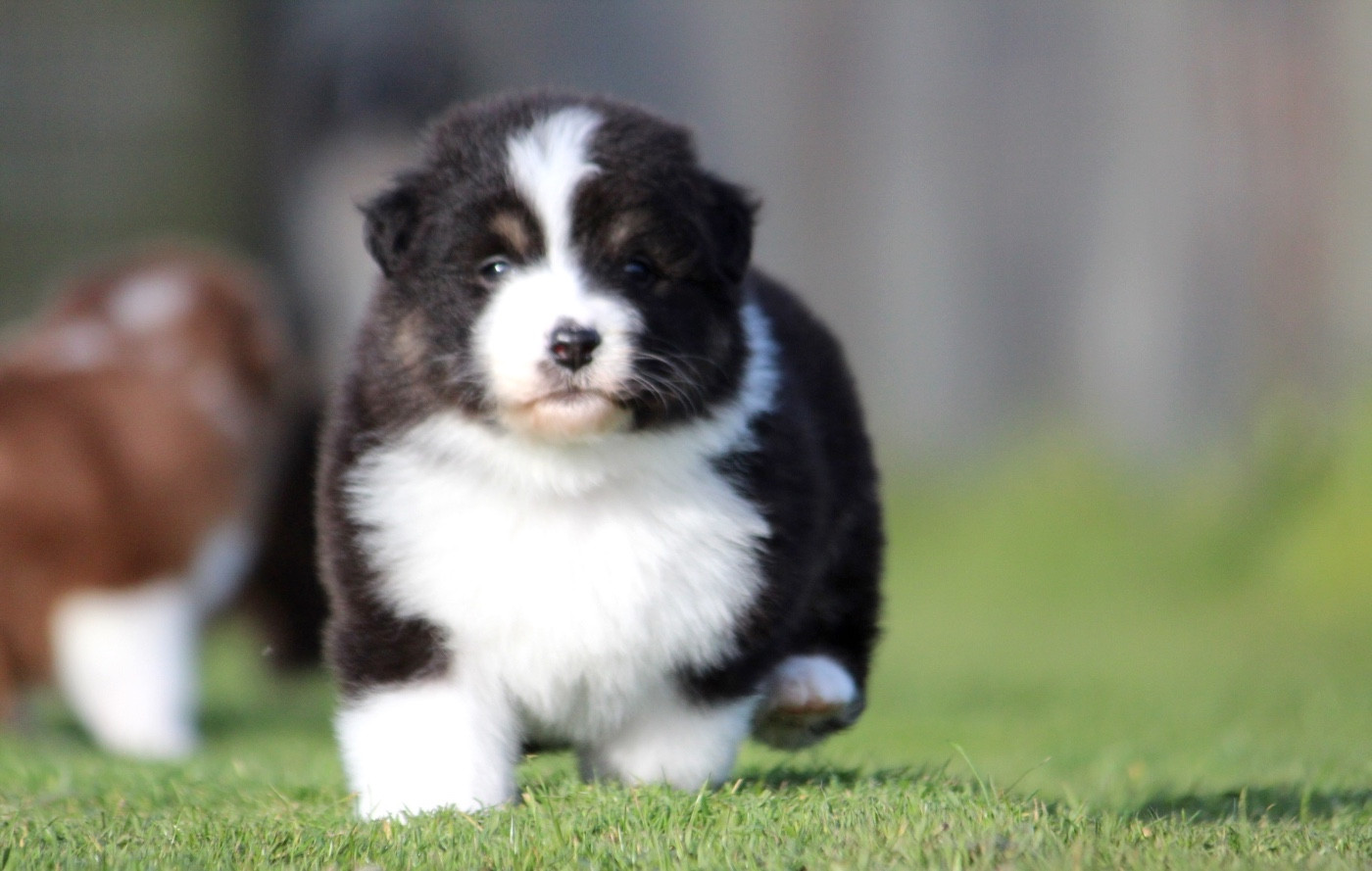 des Terres De Khairyaca - Chiots disponibles - Berger Australien