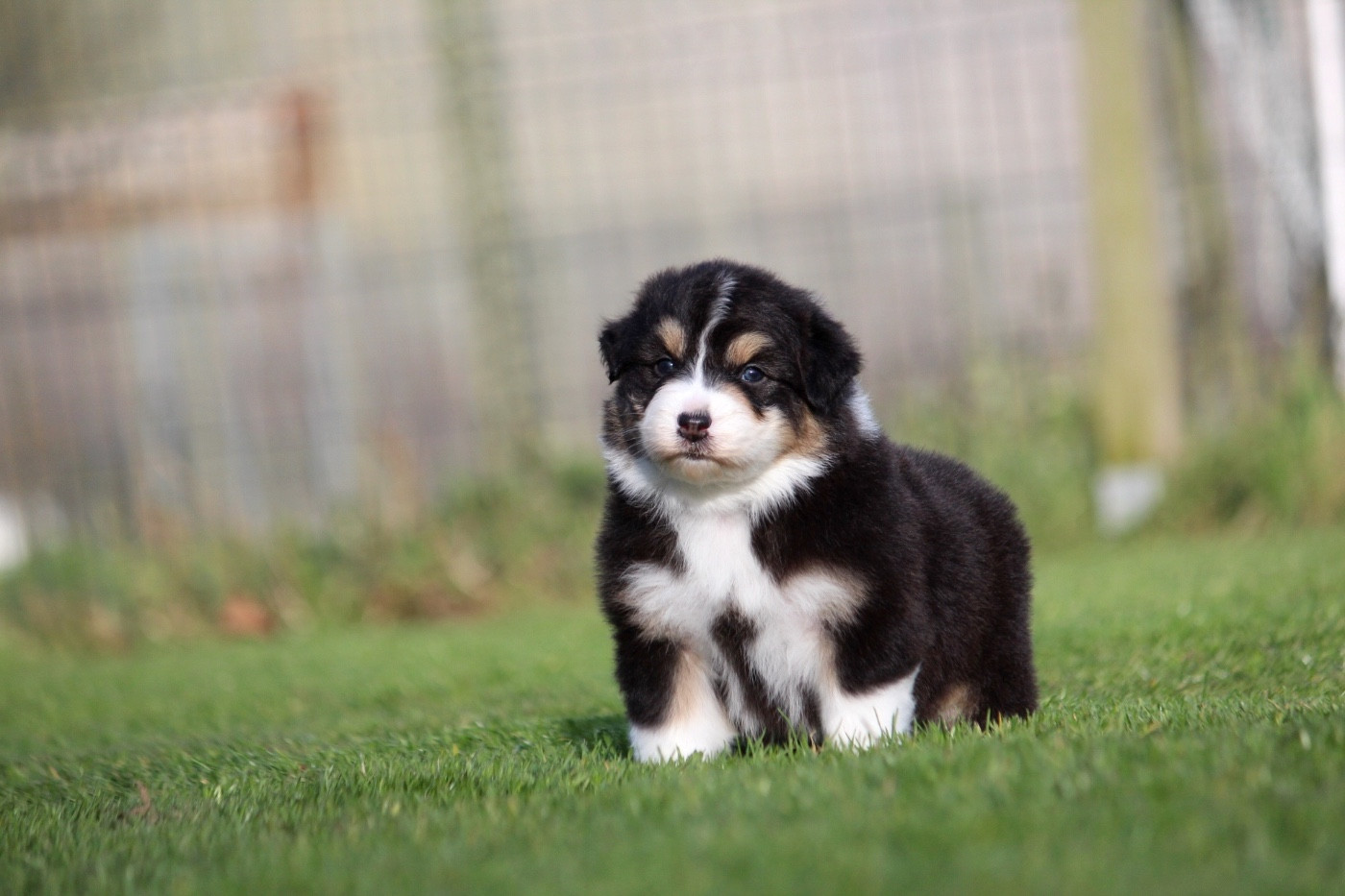 des Terres De Khairyaca - Chiots disponibles - Berger Australien