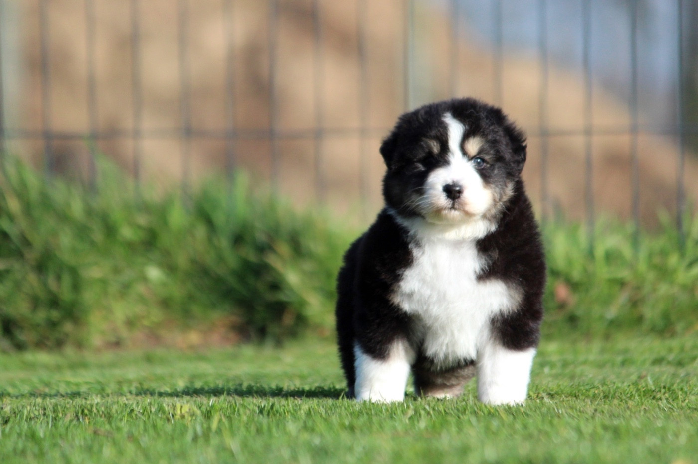 des Terres De Khairyaca - Chiots disponibles - Berger Australien