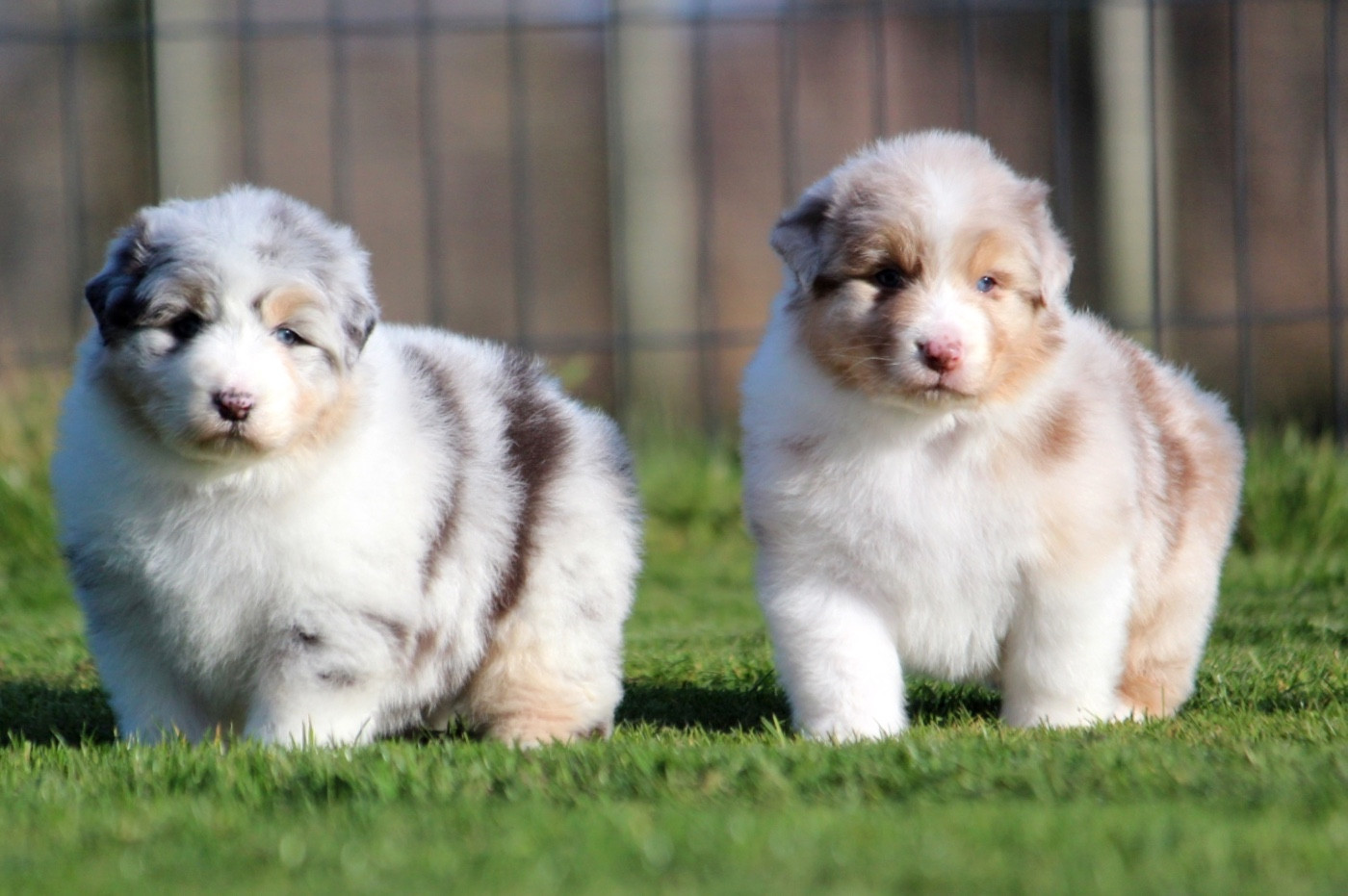 Chiot Berger Australien des Terres De Khairyaca