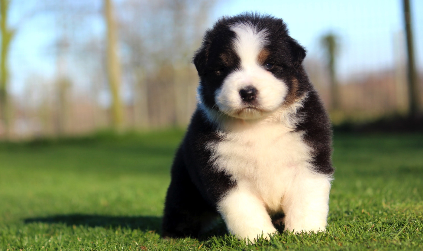 des Terres De Khairyaca - Chiots disponibles - Berger Australien