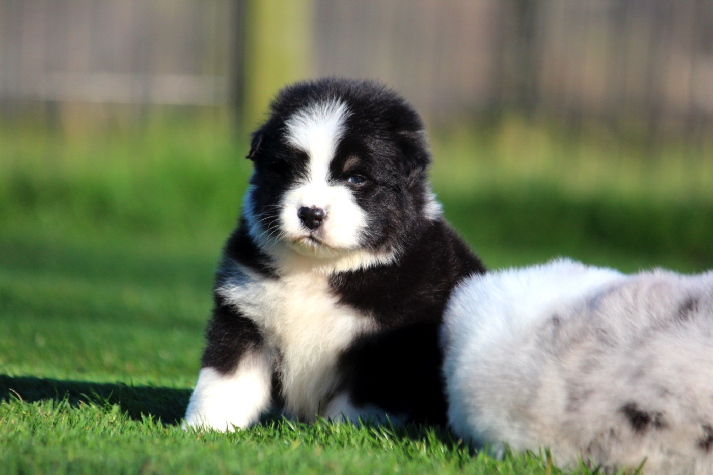 des Terres De Khairyaca - Chiots disponibles - Berger Australien