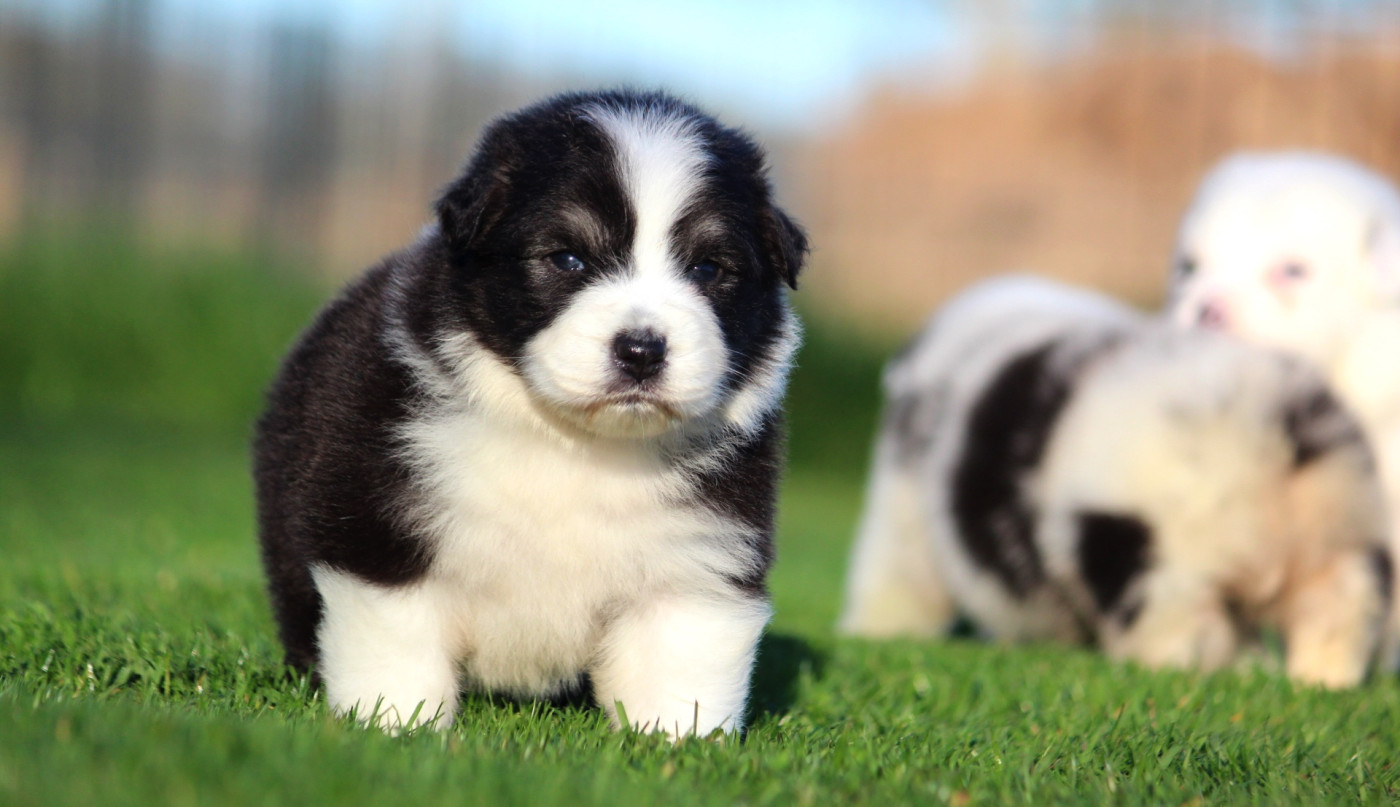 des Terres De Khairyaca - Chiots disponibles - Berger Australien