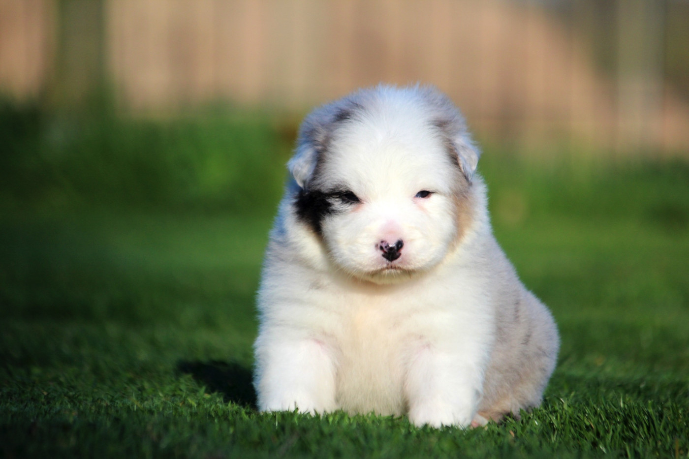 des Terres De Khairyaca - Chiots disponibles - Berger Australien