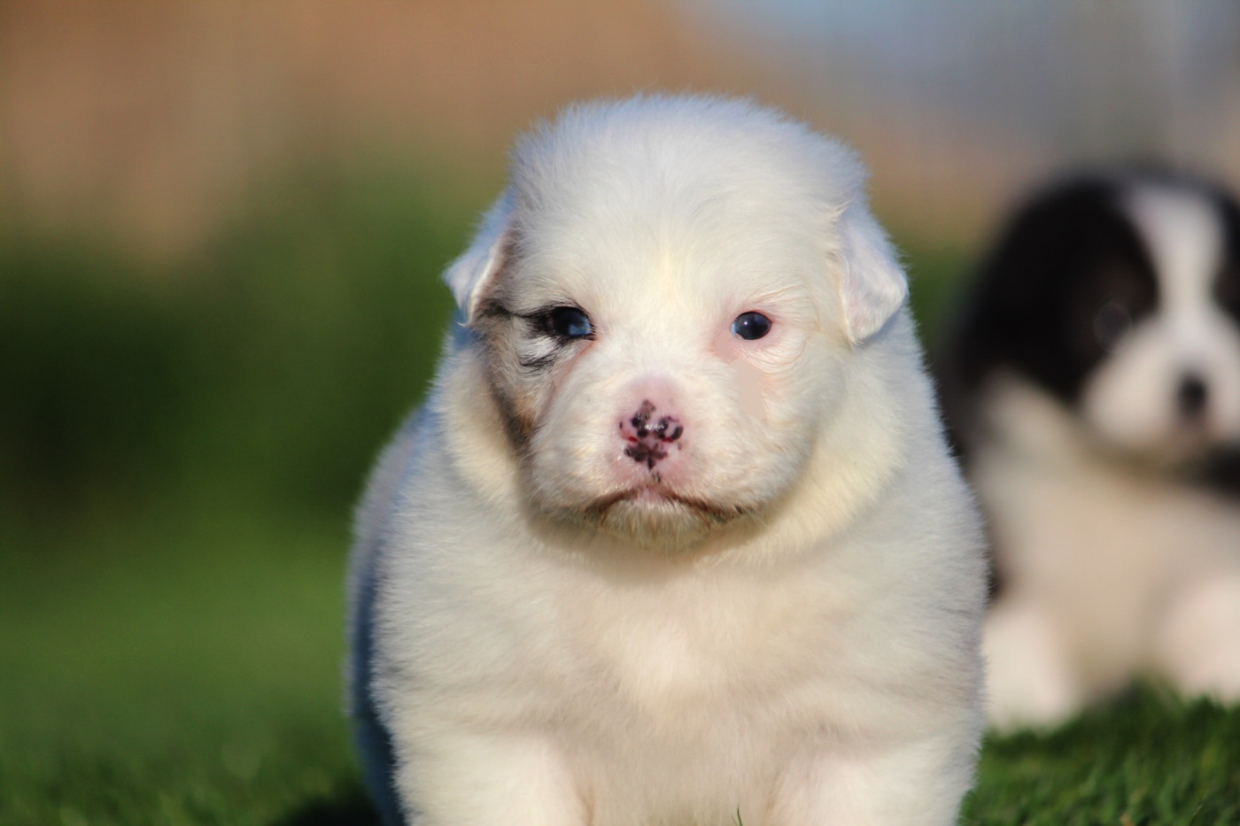des Terres De Khairyaca - Chiots disponibles - Berger Australien