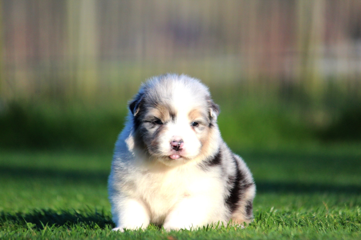 des Terres De Khairyaca - Chiots disponibles - Berger Australien
