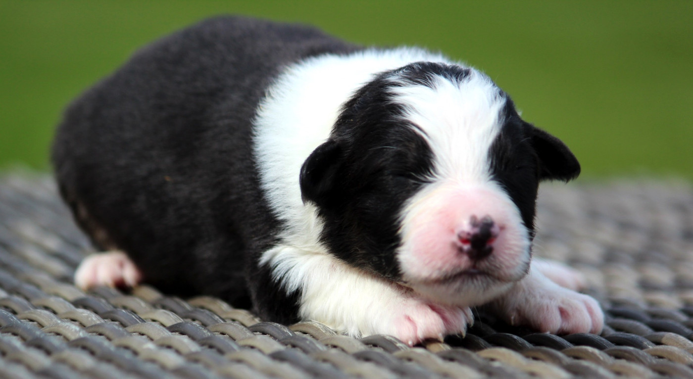 Chiot Berger Australien des Terres De Khairyaca