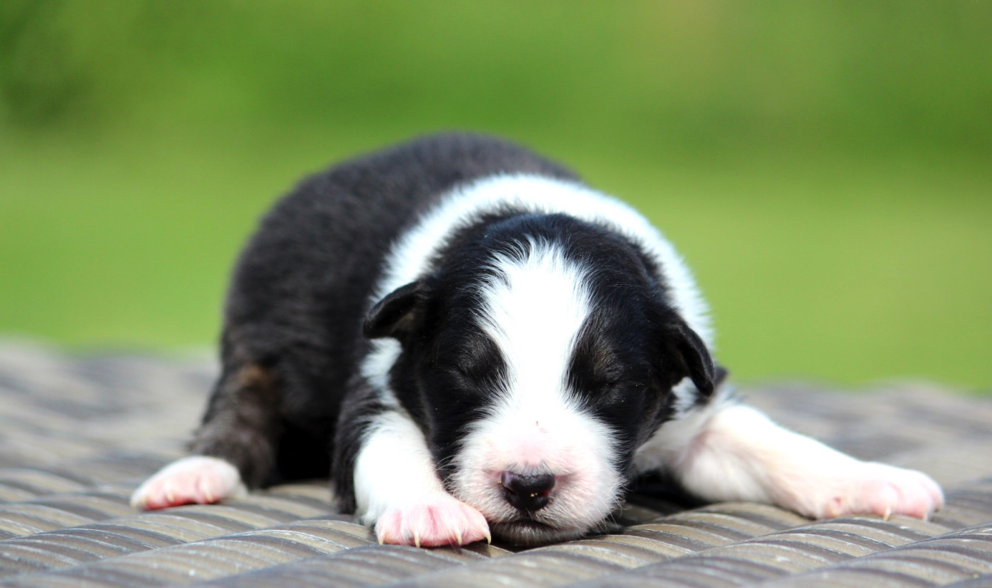 des Terres De Khairyaca - Chiots disponibles - Berger Australien