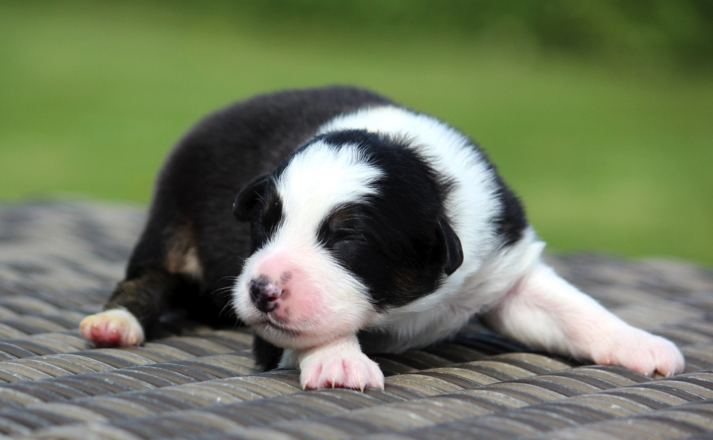 des Terres De Khairyaca - Chiots disponibles - Berger Australien