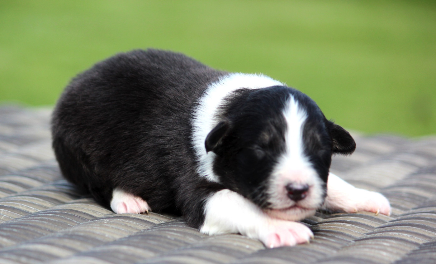 des Terres De Khairyaca - Chiots disponibles - Berger Australien