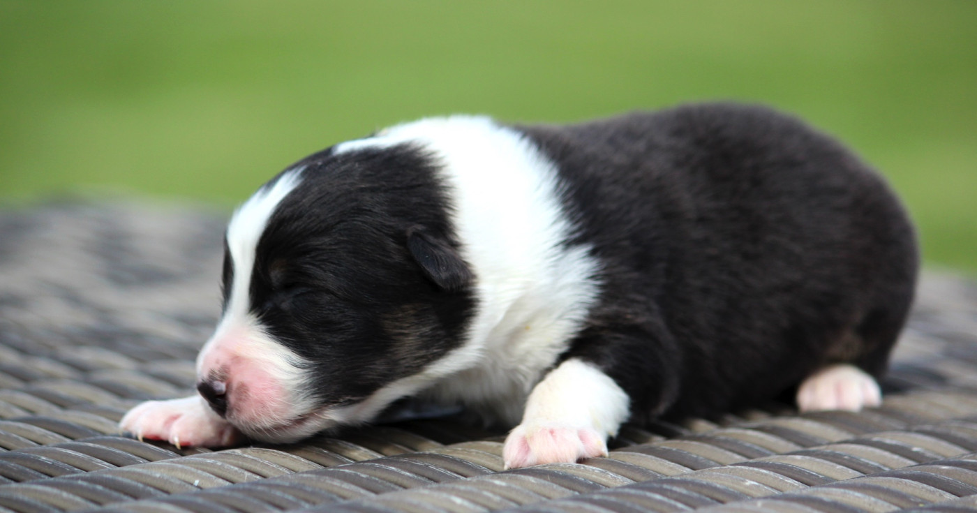 des Terres De Khairyaca - Chiots disponibles - Berger Australien
