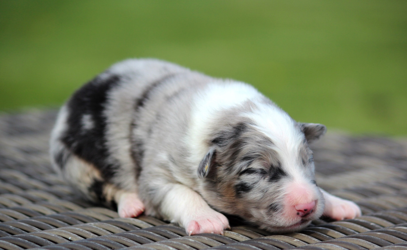 des Terres De Khairyaca - Chiots disponibles - Berger Australien