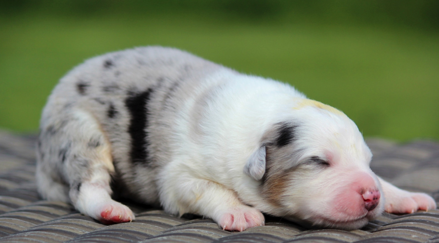 des Terres De Khairyaca - Chiots disponibles - Berger Australien