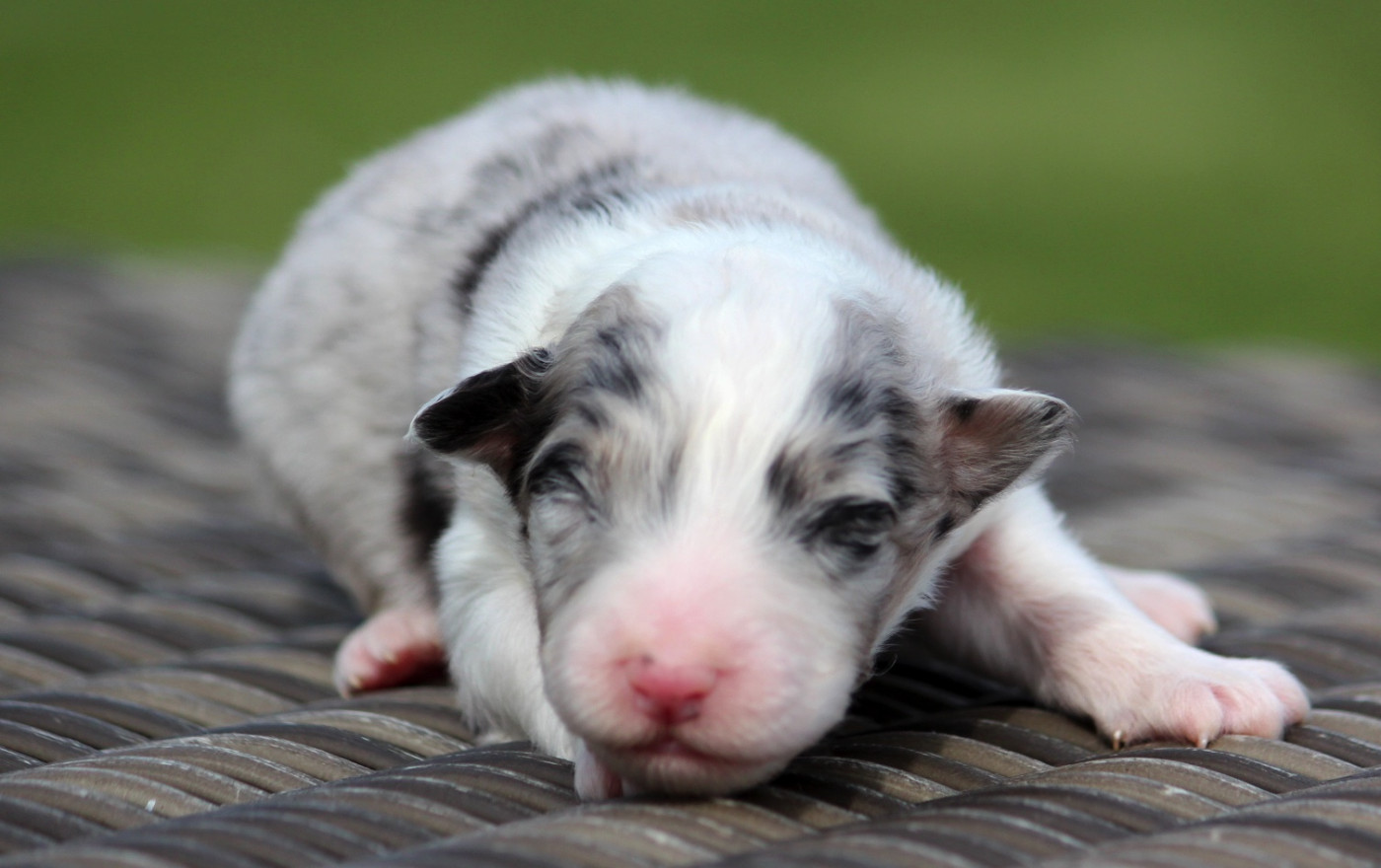 des Terres De Khairyaca - Chiots disponibles - Berger Australien