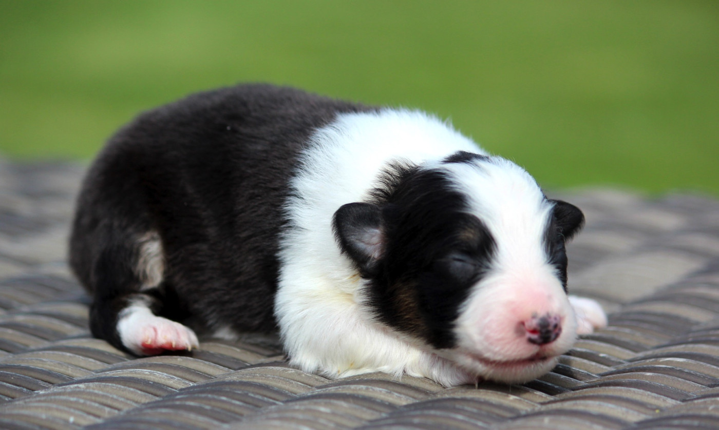 des Terres De Khairyaca - Chiots disponibles - Berger Australien
