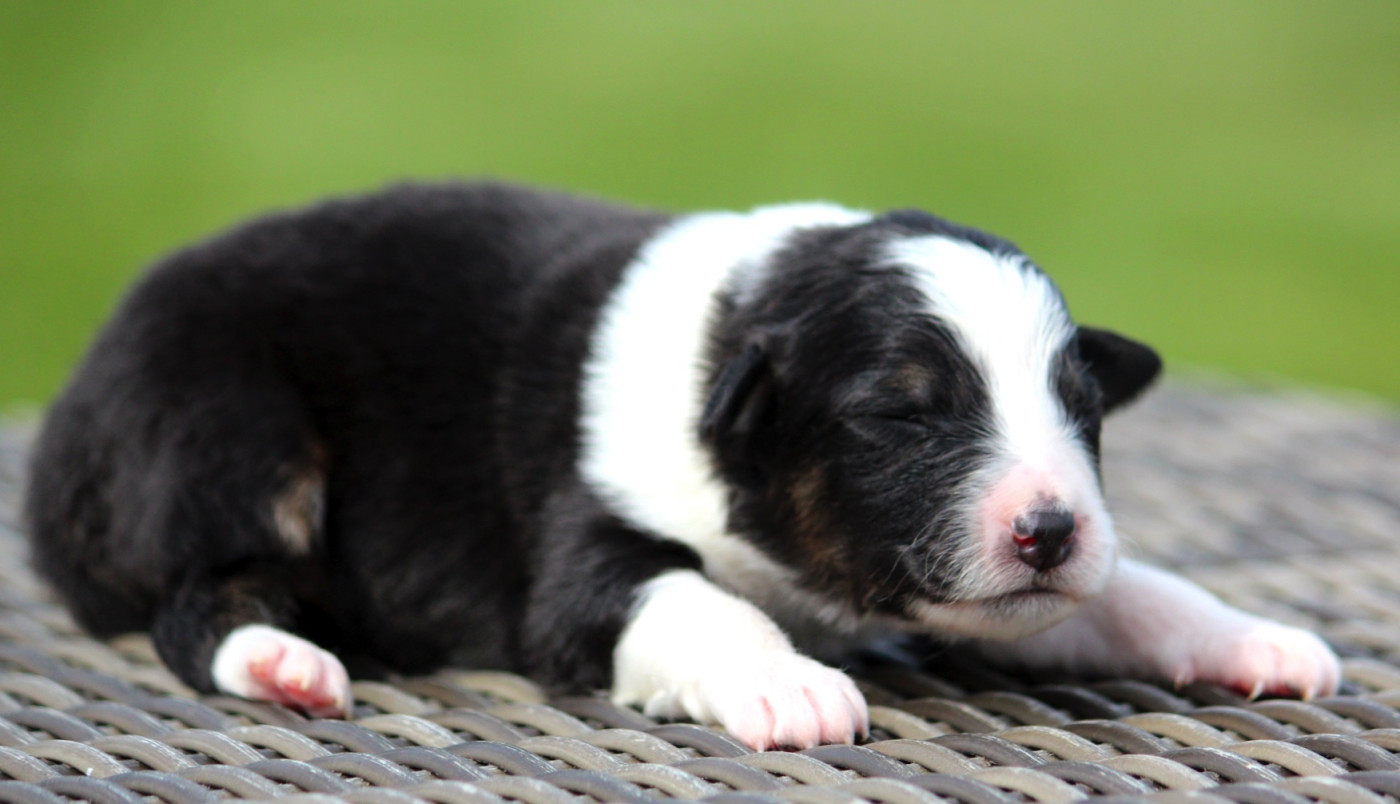 des Terres De Khairyaca - Chiots disponibles - Berger Australien