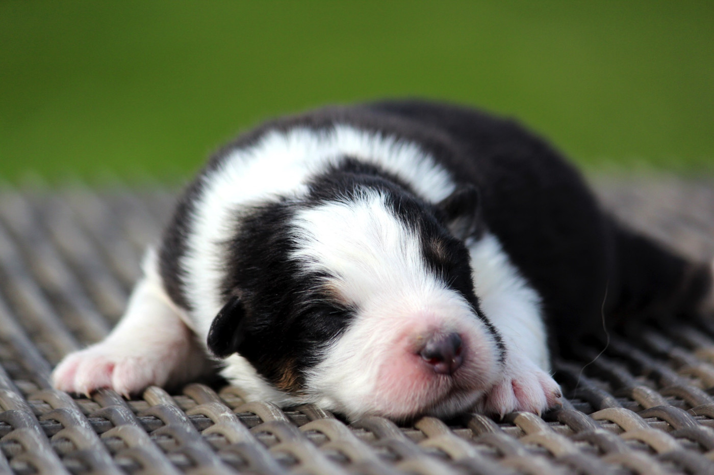 Chiot Berger Australien des Terres De Khairyaca