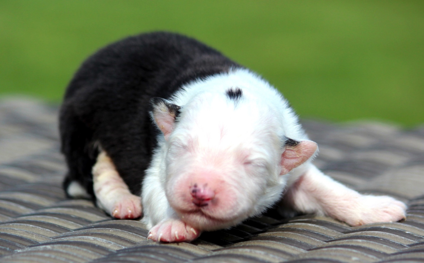 des Terres De Khairyaca - Chiots disponibles - Berger Australien