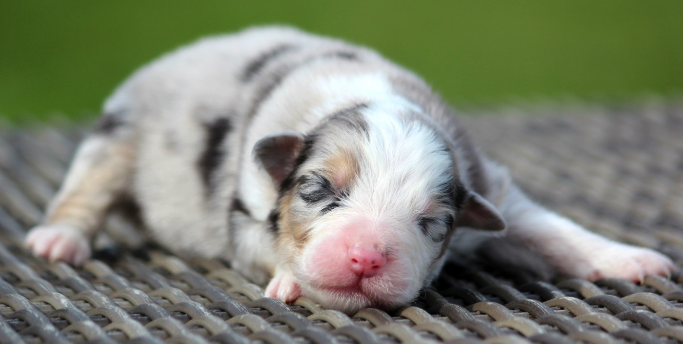 des Terres De Khairyaca - Chiots disponibles - Berger Australien